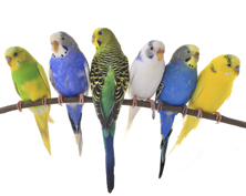 oiseaux